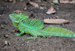 Plumed Basilisk, Basiliscus plumifrons