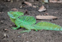 Plumed Basilisk, Basiliscus plumifrons