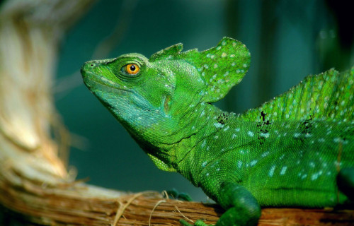 Plumed Basilisk, Basiliscus plumifrons