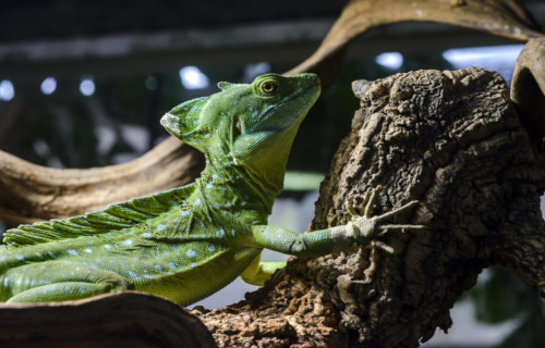 Plumed Basilisk, Basiliscus plumifrons