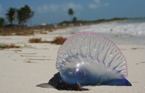 Portuguese Man O' War, Physalia physalis