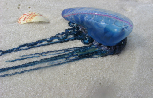 Portuguese Man O' War, Physalia physalis