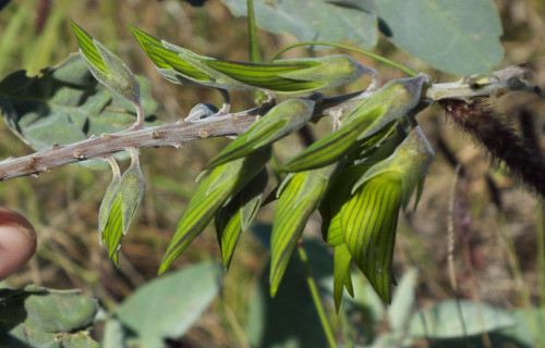 Regal Birdflower, Crotalaria cunninghamii