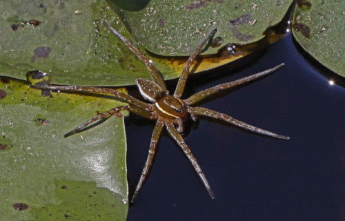 5 Spectacular North Carolina Spiders