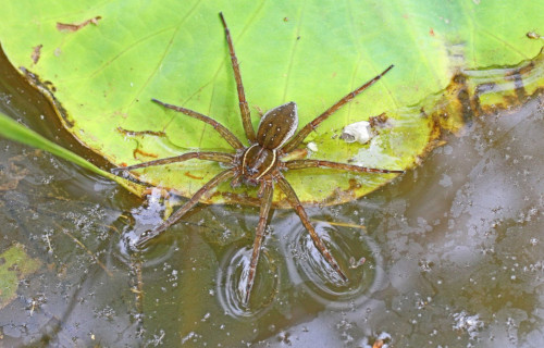 Six-Spotted Fishing Spider, Dolomedes triton