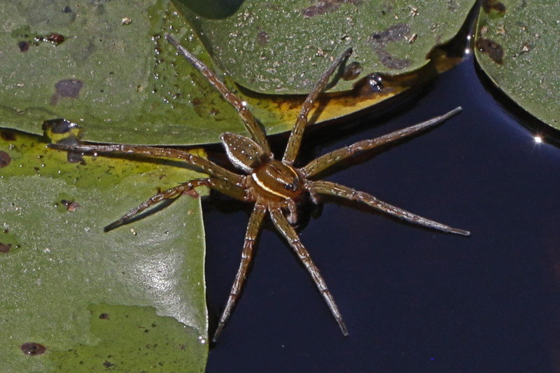 Six-Spotted Fishing Spider l Semi-aquatic Arachnid - Our Breathing