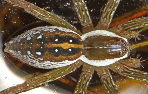 Six-Spotted Fishing Spider, Dolomedes triton