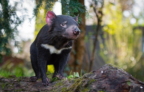 5 Tantalizing Mammals of Tasmania