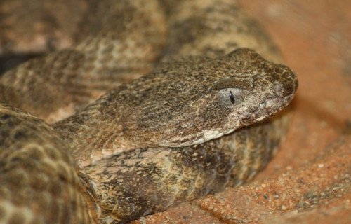 Tiger Rattlesnake, Crotalus tigris