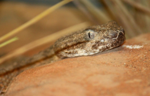 Tiger Rattlesnake, Crotalus tigris