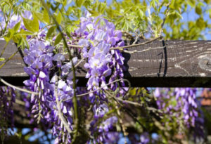 American Wisteria, Wisteria frutescens