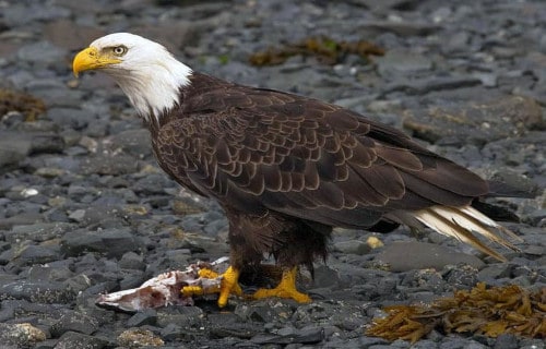 Bald Eagle, Haliaeetus leucocephalus