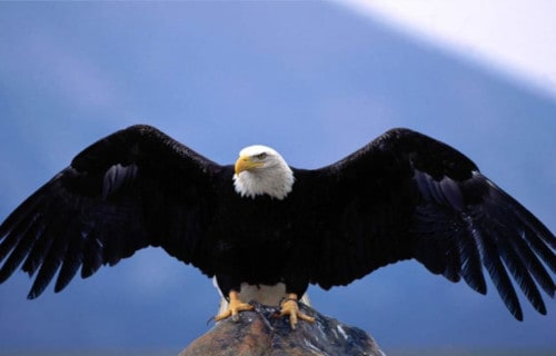 3 Magnificent North American Eagles