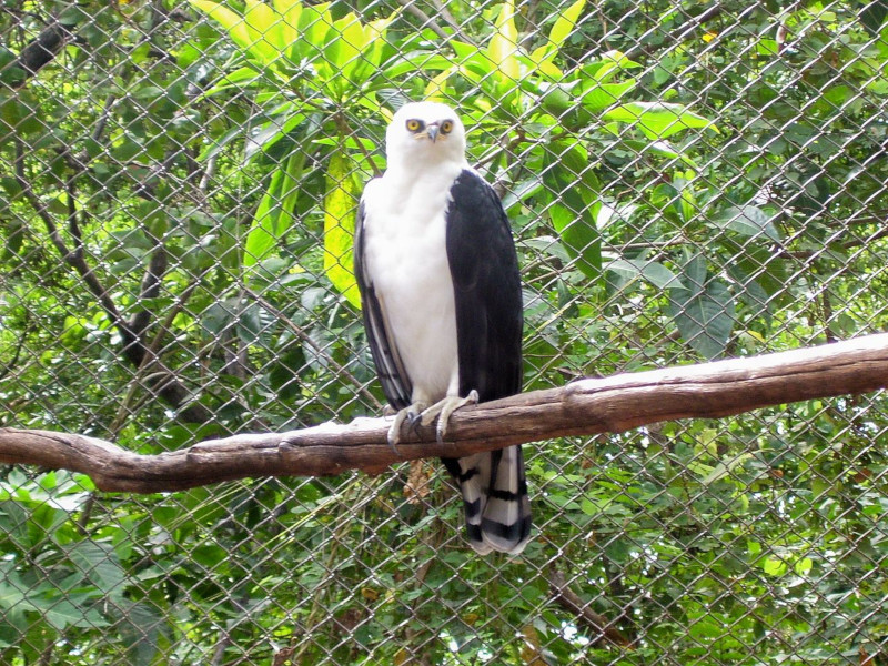 Black-and-white hawk-eagle, Spizaetus melanoleucus