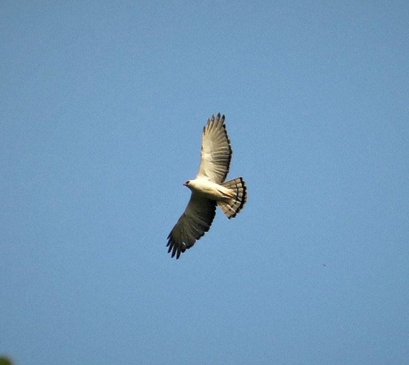 Black-and-white hawk-eagle, Spizaetus melanoleucus