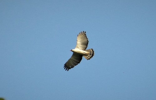 Black-and-white hawk-eagle, Spizaetus melanoleucus