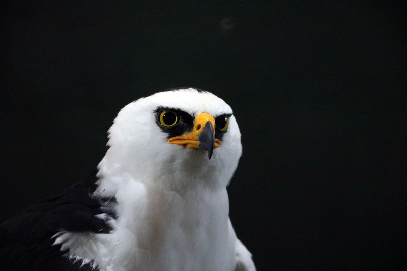 Black-and-white hawk-eagle, Spizaetus melanoleucus