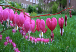 Bleeding Heart, Lamprocapnos spectabilis