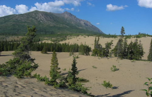 Carcross Desert