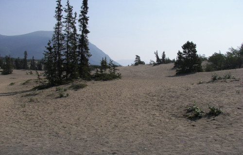 Carcross Desert