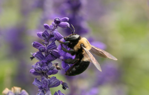 Carpenter Bee, Xylocopa