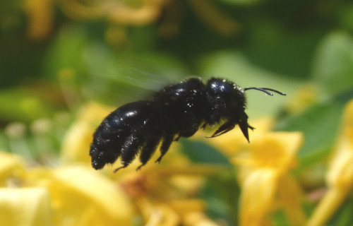 Carpenter Bee, Xylocopa