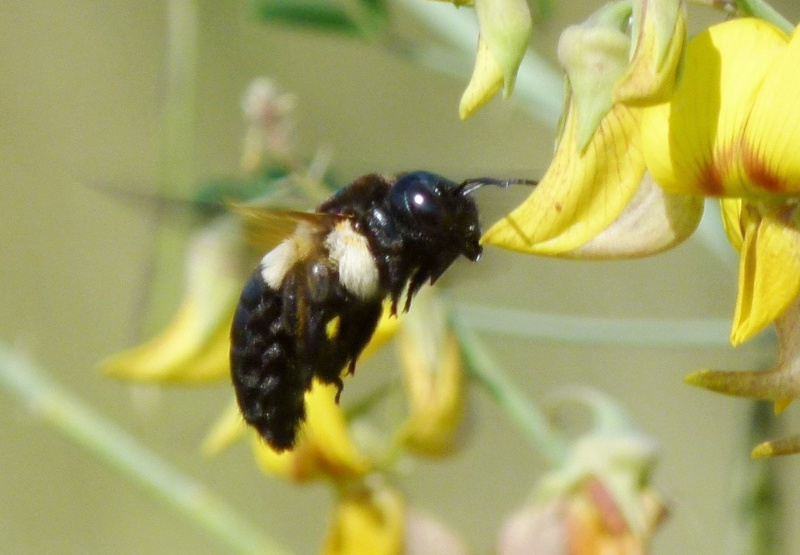 Carpenter Bee, Xylocopa
