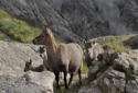 Chamois, Rupicapra rupicapra