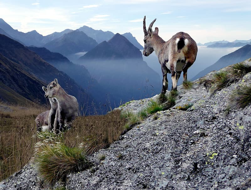 Chamois, Rupicapra rupicapra