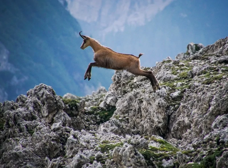 Chamois, Rupicapra rupicapra