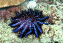 Crown of Thorns Starfish, Acanthaster planci