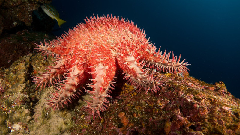 Crown of Thorns Starfish, Acanthaster planci