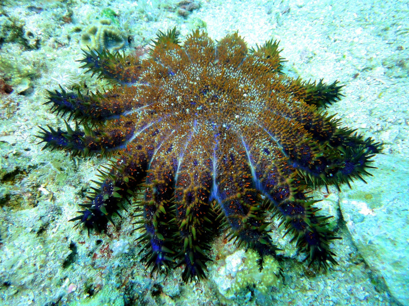 Crown of Thorns Starfish, Acanthaster planci