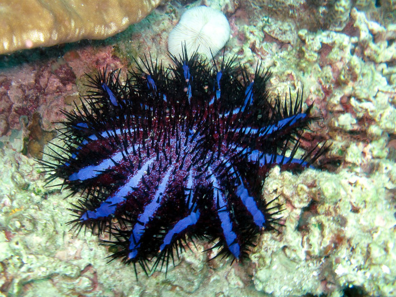 Crown-of-thorns Starfish, Acanthaster planci