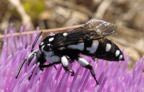 Cuckoo Bee