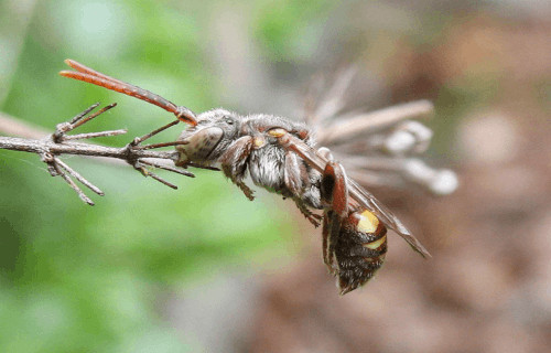 Earth's Many Magnificent Bees