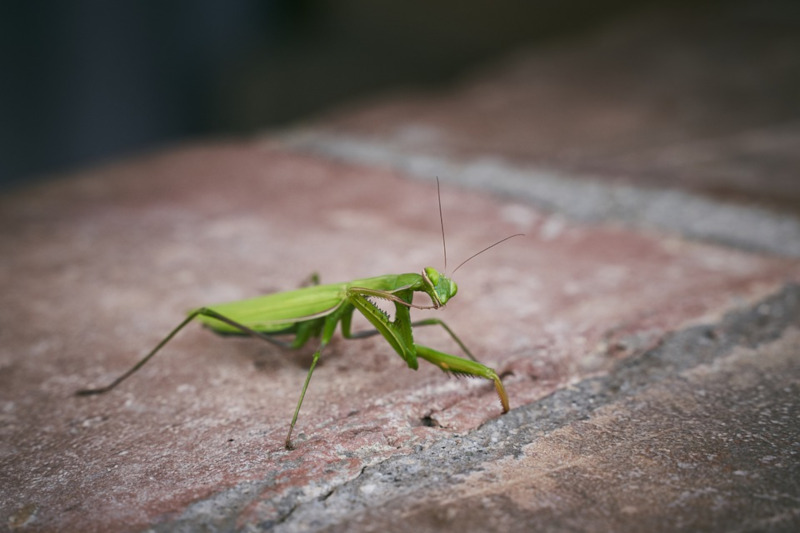 European Mantis, Mantis religiosa