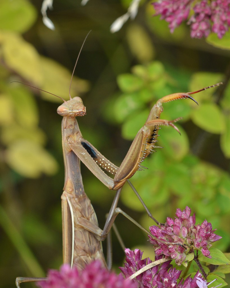 European Mantis, Mantis religiosa