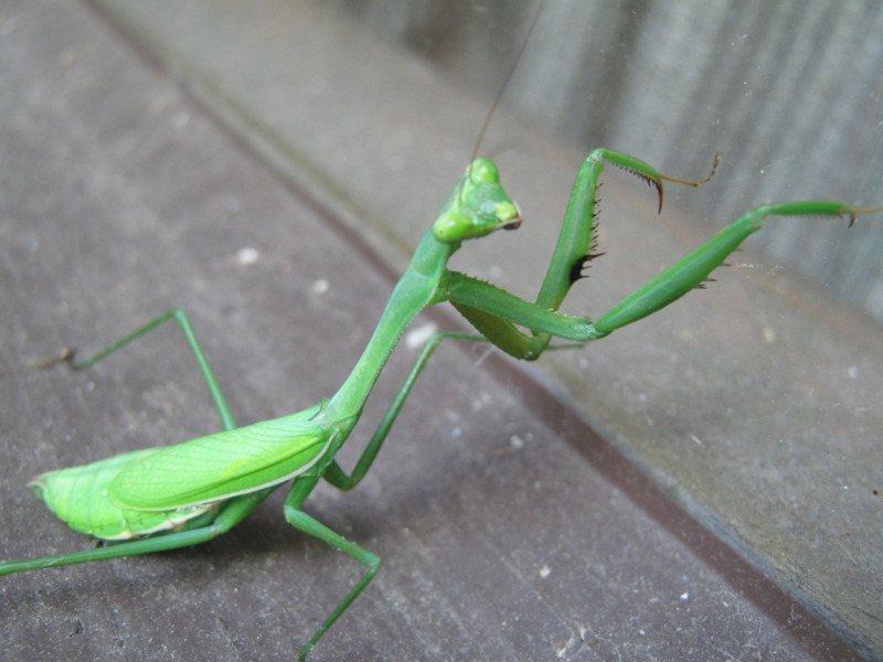 European Mantis, Mantis religiosa