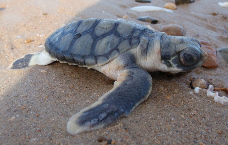 Flatback Sea Turtle, Natator depressus