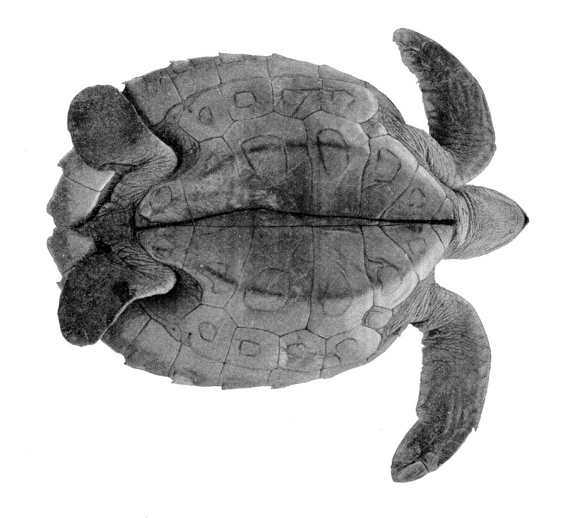 Flatback Sea Turtle, Natator depressus