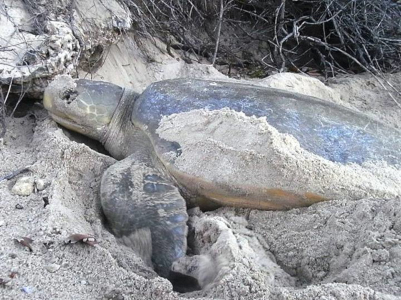 Flatback Sea Turtle, Natator depressus