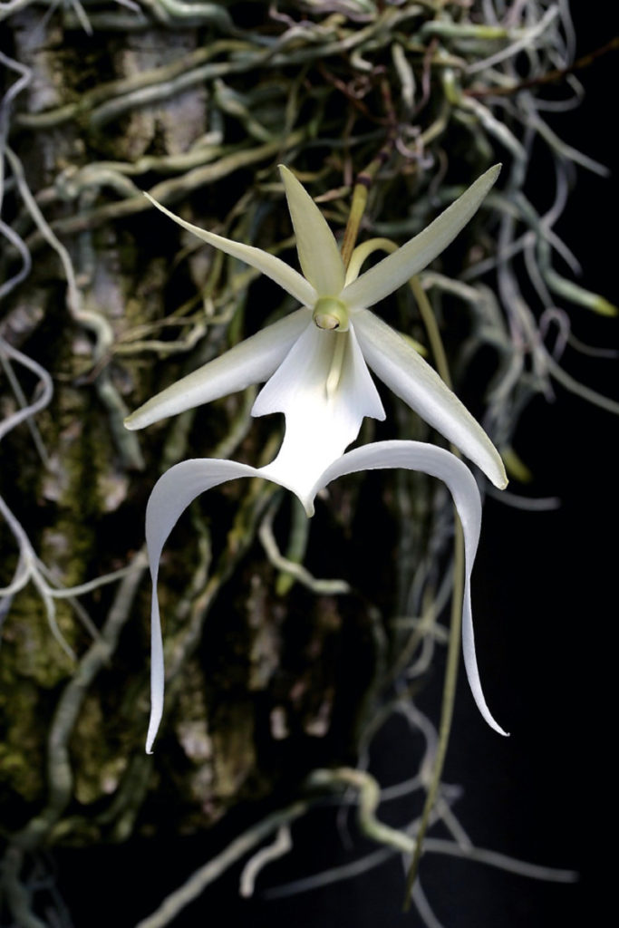Ghost Orchid, Dendrophylax lindenii