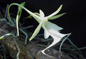 Ghost Orchid, Dendrophylax lindenii