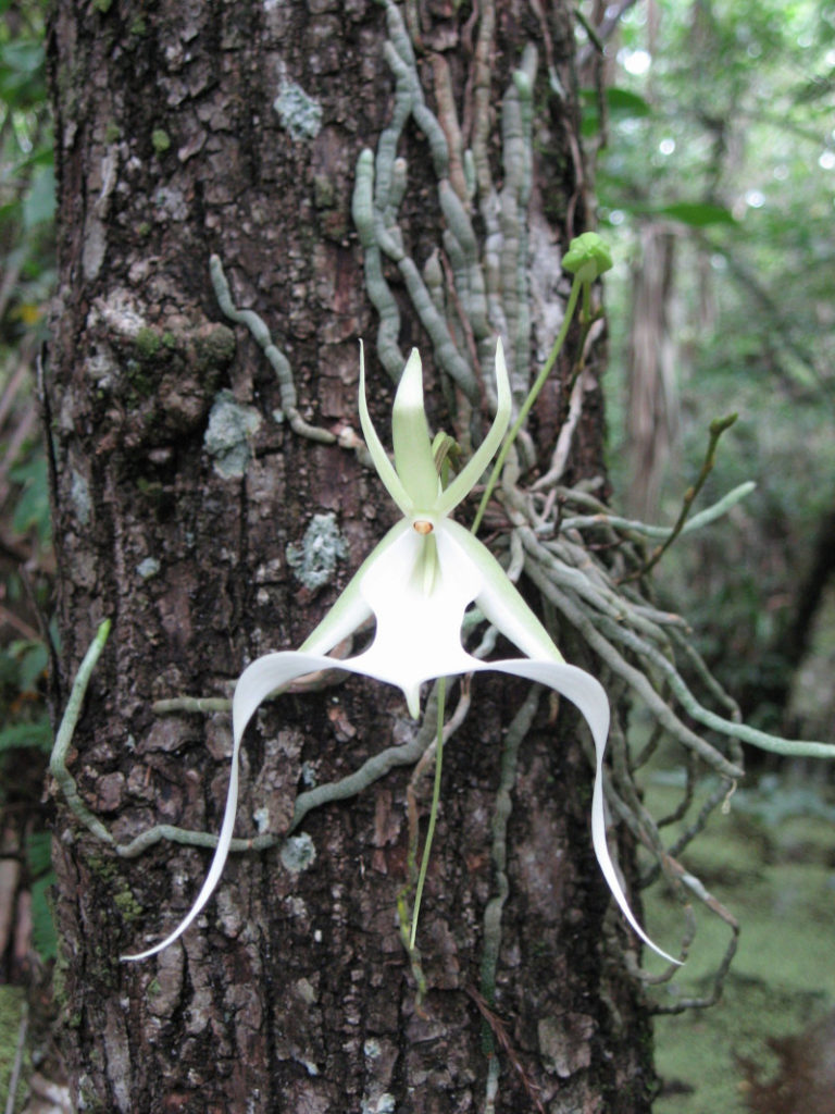 Ghost Orchid, Dendrophylax lindenii