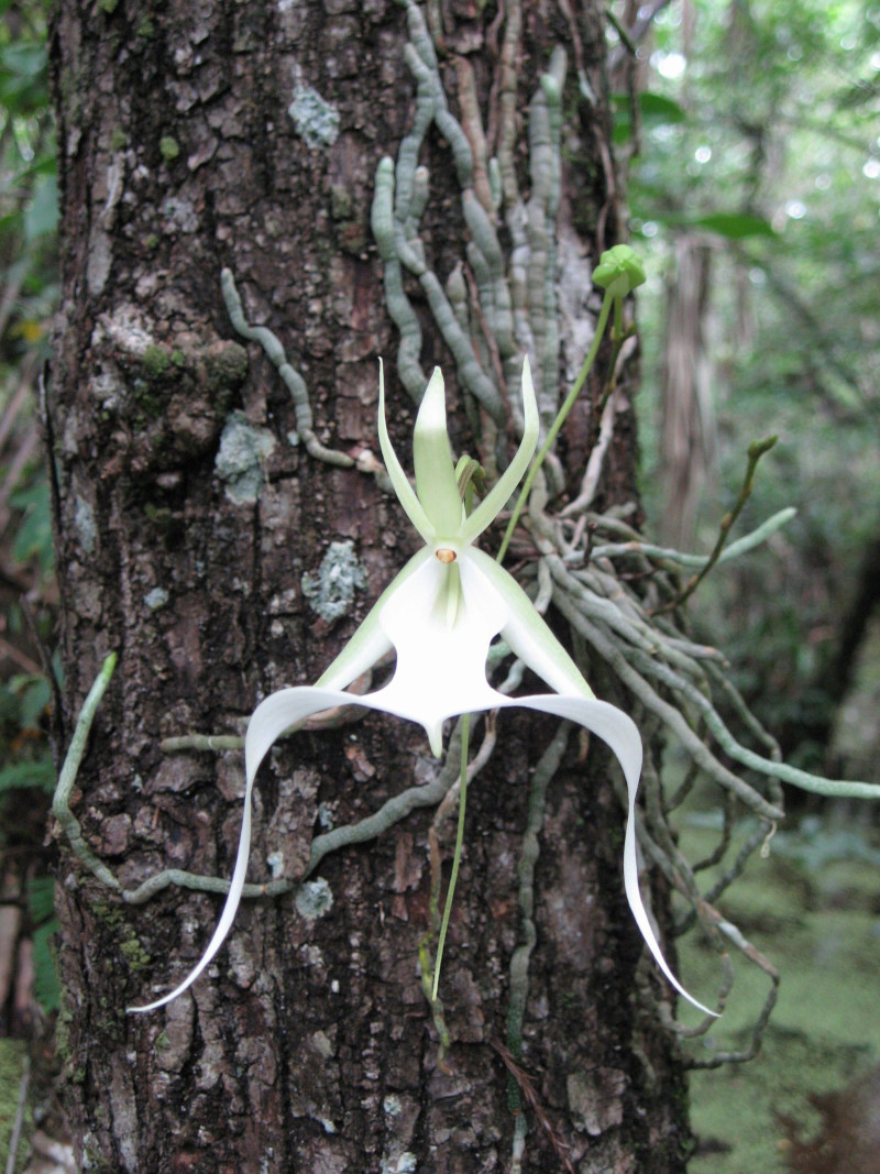 the ghost orchid flower