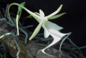 Ghost Orchid, Dendrophylax lindenii