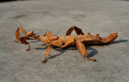 Giant Prickly Stick Insect, Extatosoma tiaratum