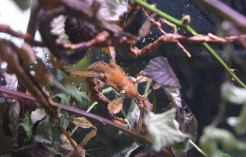 Giant Prickly Stick Insect, Extatosoma tiaratum