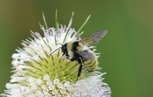 Earth's Many Magnificent Bees